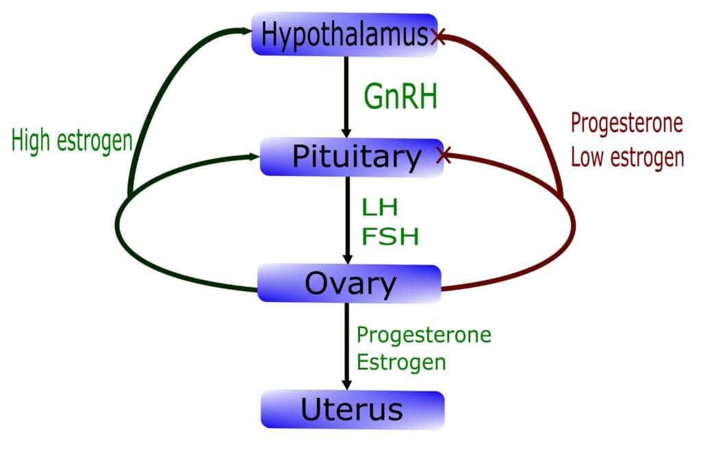 Mounjaro and Male Fertility in London – What Men Need to Know
