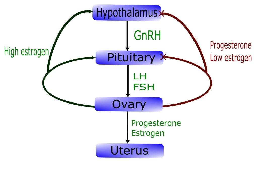 Mounjaro and Male Fertility in London – What Men Need to Know