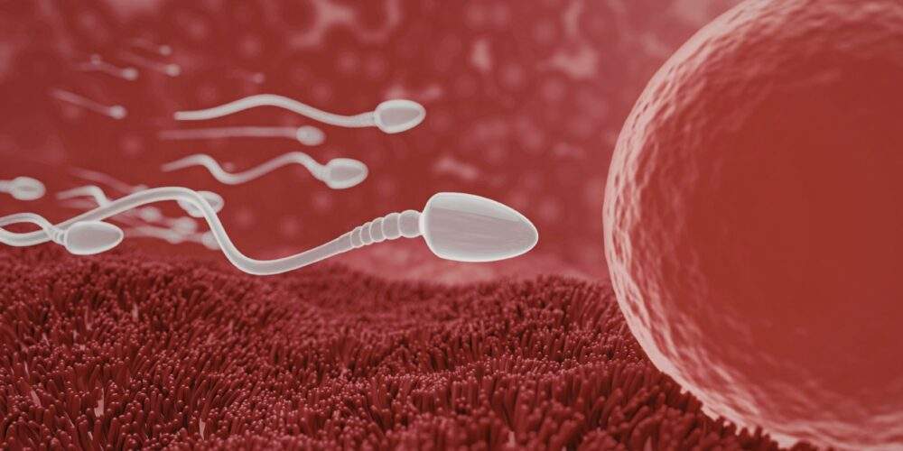 Sperm DNA Fragmentation Test