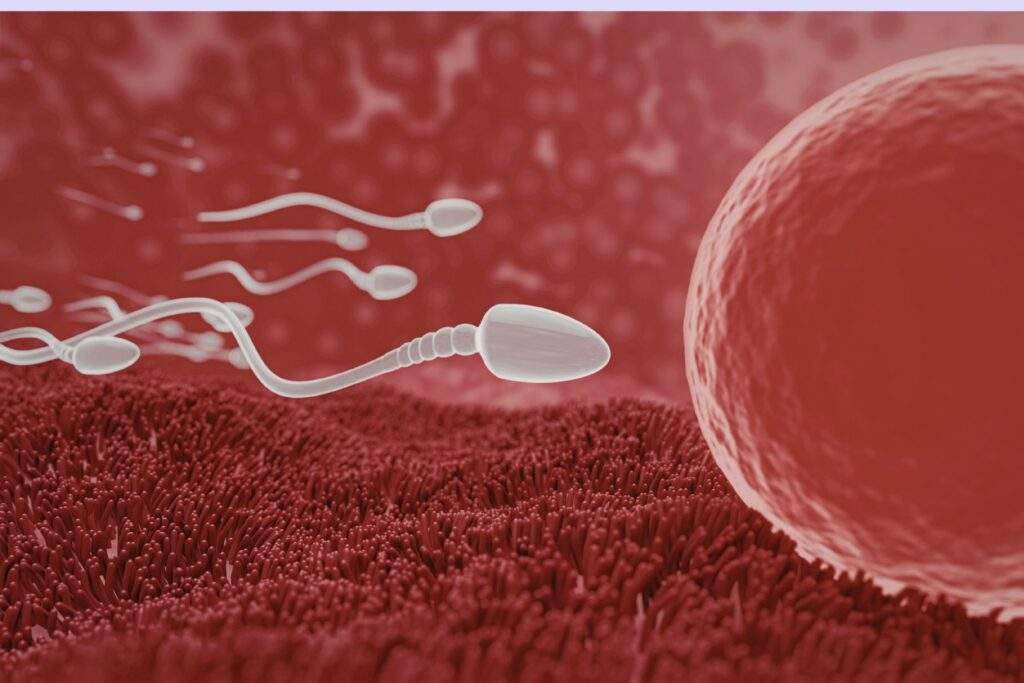 Sperm DNA Fragmentation Test