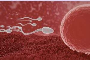 Sperm DNA Fragmentation Test