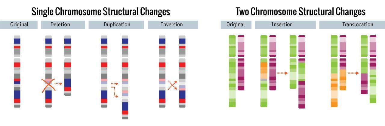 Chromosome analysis graphic