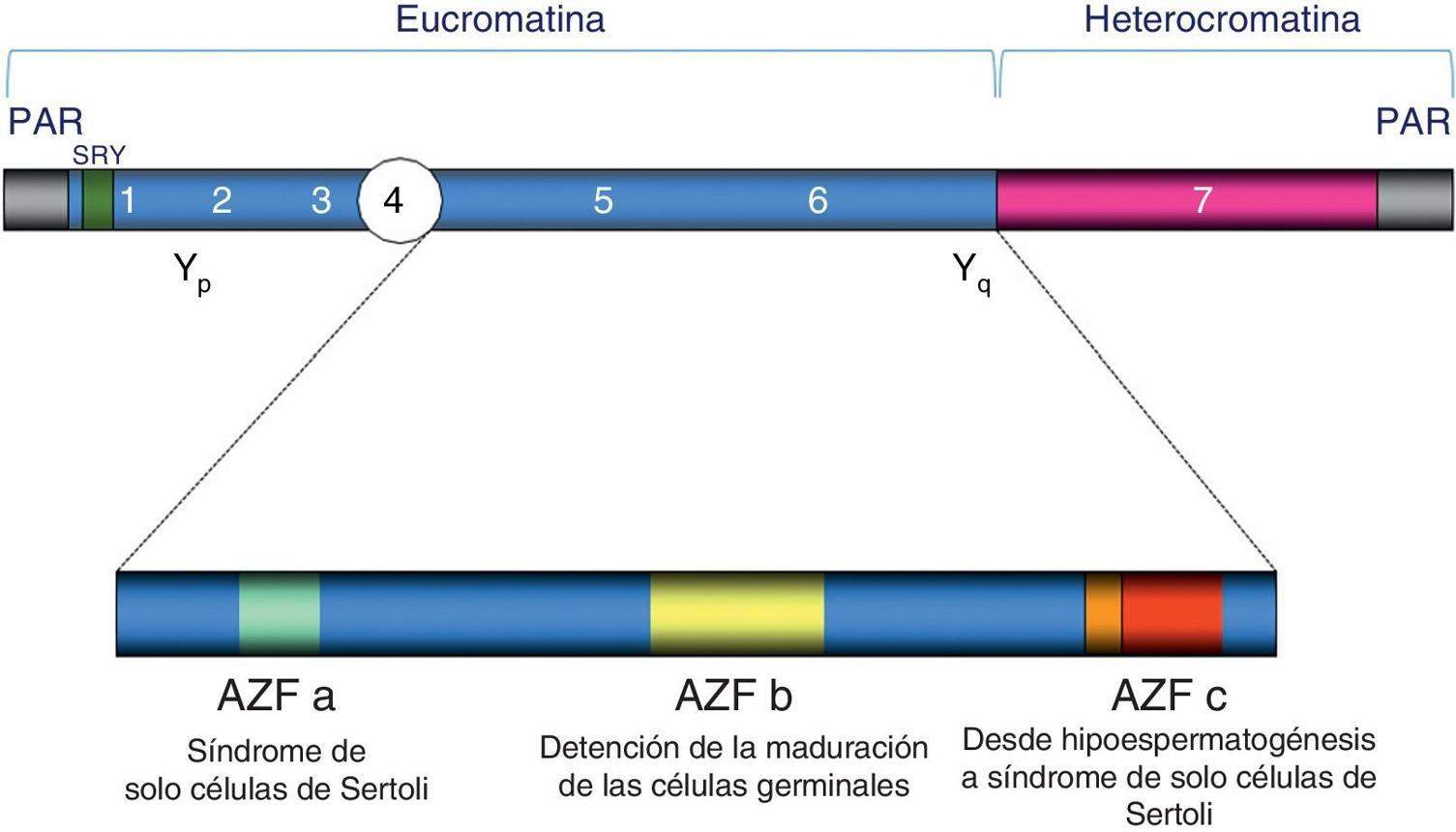 AZF region analysis