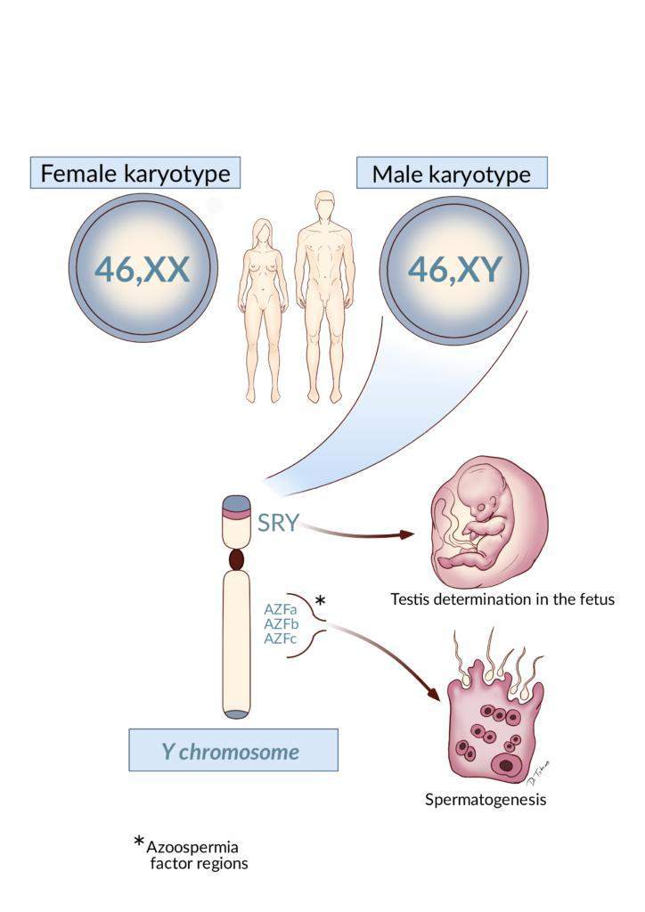 Y chromosome laboratory interpretation