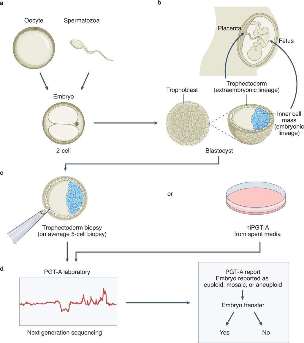 IVF Embryo Lab