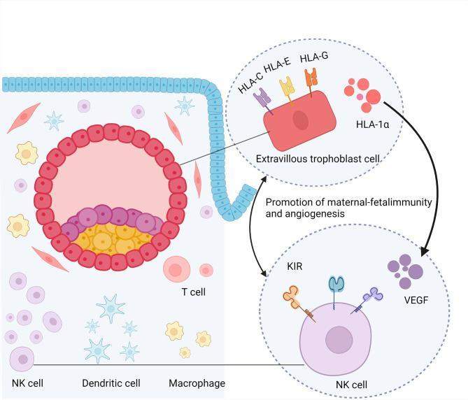 Fertility diagnostic review